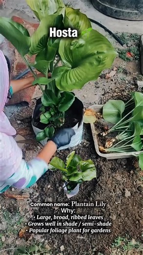B.Leaf🍃 on Instagram: "Planting Hosta / Plantain Lily 🌿✨ This beautiful shade-loving plant is perfect for home gardens, balconies, and outdoor landscaping. Hostas are low-maintenance, fast-growing, and known for their stunning green foliage. If you’re looking for an easy plant for beginners, this one is a must-have 💚 Save this reel for later & follow @b.leaf_____ for more plant tips 🌱 Hosta planting Plantain lily care Shade plants for garden How to grow hosta Hosta soil mix Low maintenance p