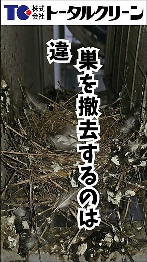 【知らないと危険】ベランダに鳩の巣を見つけたら…絶対にやってはいけないこと！#shorts #鳩対策