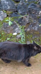 55K views · 3.4K reactions | :horeeee jajan lagi #cat | Ajib Ankara | Facebook