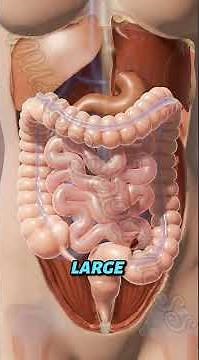 Did you know that your large intestine plays a major role in digestion and waste removal?