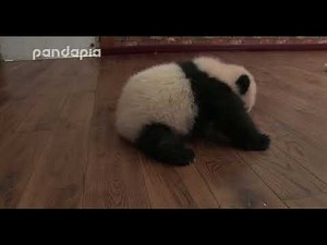 panda "sesame" learns to walk