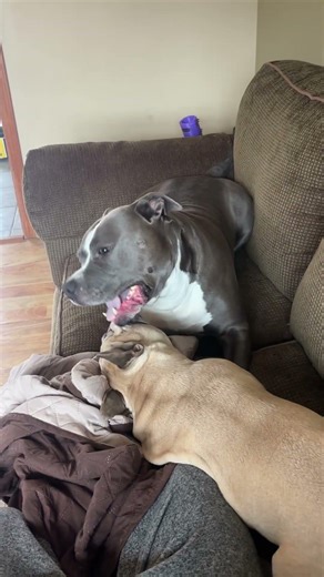 Dogs destroy the couch!!