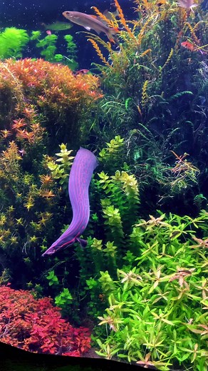Feeding Time at the Fire Eel Enclosure | Name This Cute Eel!
