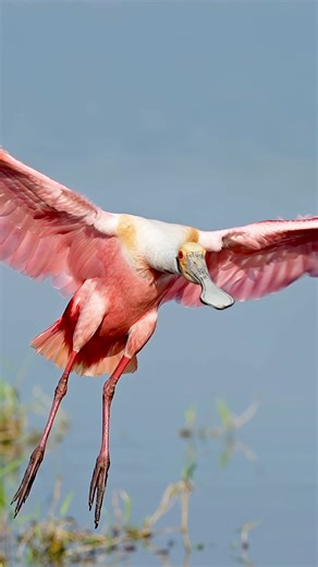 6.9K views · 375 reactions | Some of the most beautiful feathers in the world right here #sonyalpha #wildlifewithamber #wildlife #nature #birds #sonya1 #roseatespoonbill #feathers | Amber Favorite Photography | Facebook