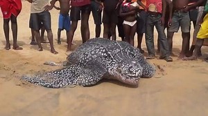 1.4M views · 39K shares | The World's Largest Turtle, The Giant Leatherback Sea Turtle Rescued and Released Back Into The Ocean! via: ViralHog Pass it on :) | Sun Gazing | Facebook