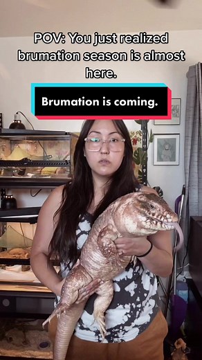 Adorable Tegu Lizard in Brumation Season | Winter is Coming!