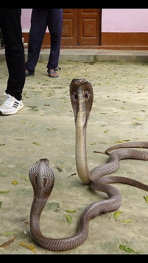 Murliwale Hausla Foundation on Reels