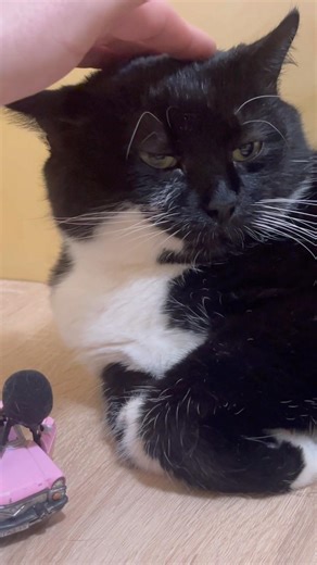 Purring Cat sound for Relaxation. Purr. Sweet Cat purring hard. Sweet video for relaxation #purr