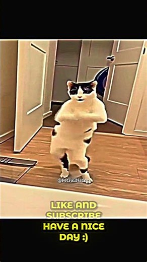 Funny Cat Dancing