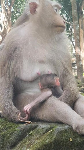 Rose gave birth to a girl Rina, a remarkably adorable baby monkey 🐒 | Voice of Monkey