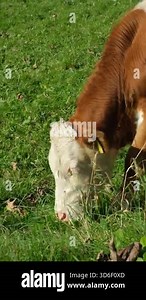Portrait of a brown white cow grazing in a meadow.