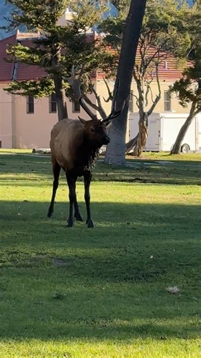 Mammoth Hot Springs, Yellowstone National Park's headquarters. #ynp #yellowstonenationalpark #yellowstone #Wyoming #wildlife | Creekside at Yellowstone