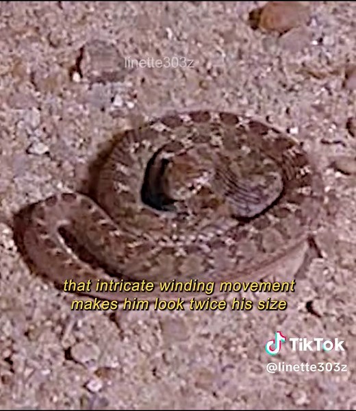 Baboon vs Snake: A Battle of Deception in the Animal Kingdom