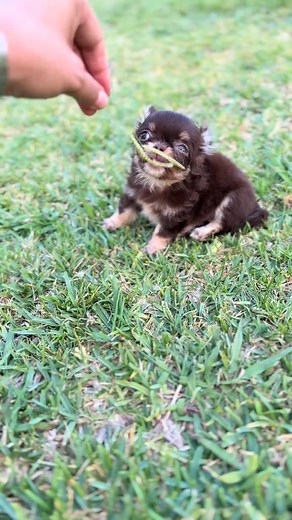 Meet our adorable Teacup Chihuahua – a playful, loving, and well-trained companion 🐶💖. She’s friendly with kids, gets along with other pets, and is up-to-date on all her vaccinations. We are seeking a forever home filled with love! 🏡✨ Chihuahua puppies for adoption near me. Free Chihuahua puppies for adoption. Tiny teacup Chihuahua puppy for adoption. Adopt a Chihuahua puppy near me. Teacup Chihuahua. Tiny Chihuahua. Mini Chihuahua. #chihuahua #dog #chihuahualove #doglover #pets #puppyadoptio