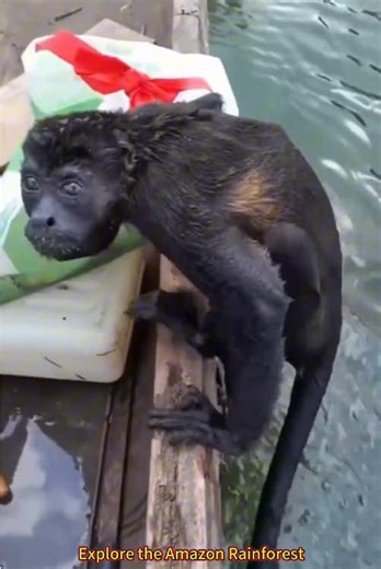 Exploring the Amazon: A Unique Wildlife Experience