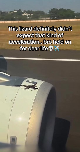 Lizard's Wild Ride: Unexpected Acceleration!