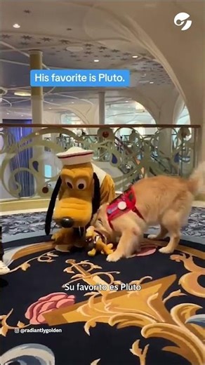 EL EMOTIVO MONENTO EN QUE UN PERRO CONOCE A SU ÍDOLO, EL PERSONAJE DE DISNEY, PLUTO