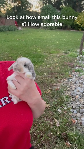 Adorable Tiny Bunny - Holland Lop Rabbit for Sale
