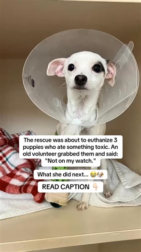 Friday. 4pm. County shelter. Three lab puppies. Dying. “Found them...