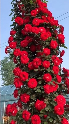 Super red rose garden// amazing climbing rose flowers plants (18/4)