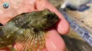 How to create a tide pool aquarium at home