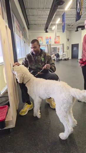 Ridgeside K9 on Instagram: "Building on Sargent's service dog training with certain tasks. Trainer EJ has been working with Sargent for 7 weeks on deep pressure therapy and medicine retrieval. Here....EJ is working on having Sargent turn on and off the lights. #dogtraining #servicedog #puppytraining"
