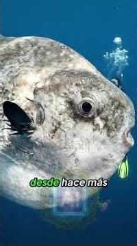 3 animales poco inteligentes que aun siguen vivos #viralshorts #animales #shorts #panda