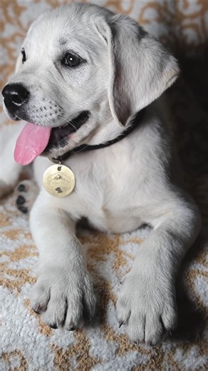 . Simply gorgeous ✨ . #englishlabrador #puppy #whiteenglishlab #labbreeder #englishlab #labrador #fyp | Hickory Bluff Labradors LLC