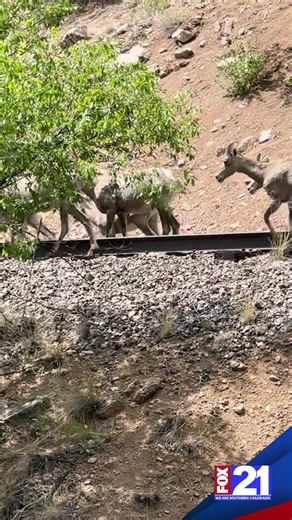 59K views · 3.2K reactions | Bighorn sheep were spotted grazing near Portland, Colorado, pausing for a drink from the Arkansas River — a peaceful glimpse of wildlife enjoying our beautiful Southern Colorado. #soco #colorado #sheep #news | FOX21 News | Facebook