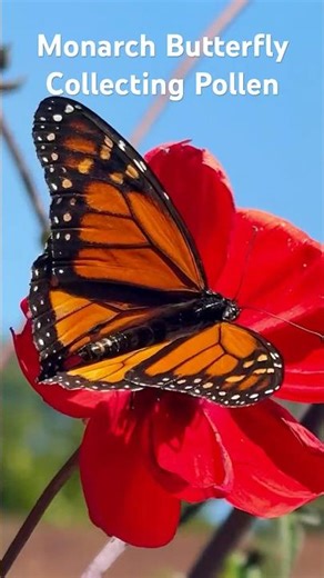 Monarch Butterfly Collecting Pollen ！