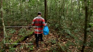 698K views · 51 reactions | For centuries, Copaiba has been used in traditional health practices. Today we use it to help support the health of the cardiovascular, immune, digestive, nervous, and respiratory systems. | doTERRA Essential Oils USA | Facebook