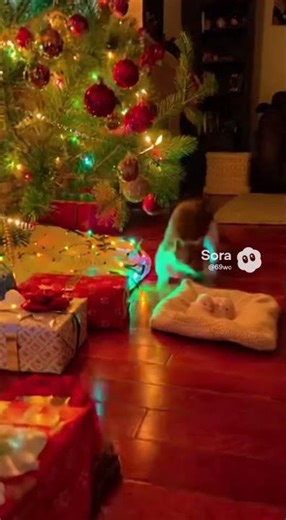 The weasel is here to steal chickens again! The farm is chaos tonight.