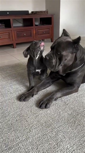 adorable cane corso puppies ready for adoption #puppy #canecorso #dogbreed #bestpuppy #foreverpuppy