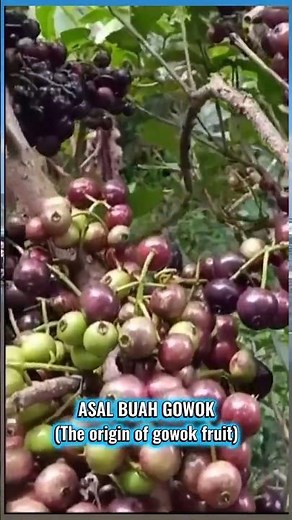 The Origins of Gowok Fruit! A Rare Fruit from the Indonesian Forest 🌿 #fruitshorts