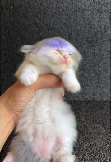 Cute Kitten's First Bath - Adorable Cat Moments