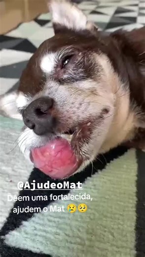 O carcinoma tomou sua boca, dificultando até as coisas mais simples que um cachorro normal faz, brincar, comer, beber, etc. 😢🥺 #ajudemosanimais #ajudemomat #fy #foryou #foryoupage