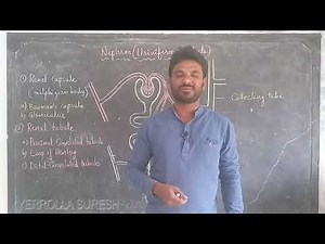 STRUCTURE OF NEPHRON