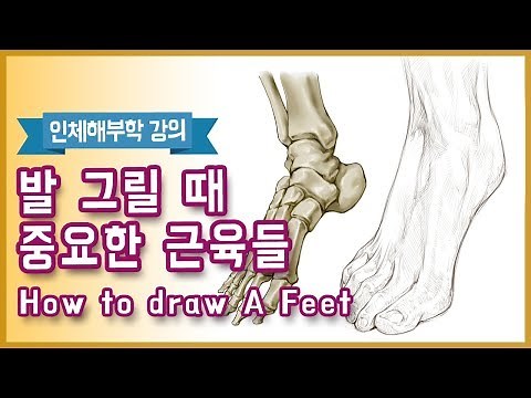 발 그릴 때 잘 보이는 근육들(How To Draw A Feet) - 오쌤 인체해부학(Anatomy Teacher O)