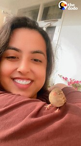 Tiny rescue bird follows her mom around like a dog... and snuggles with her grandparents💞 | The Dodo