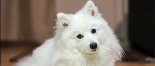 Japanese Spitz