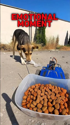 Man FEEDS Stray Dogs Using Toy Car ❤