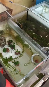 46K views · 668 reactions | Hydrilla plant/floating plant #hydrilla #aquaticplants #floatingplants #plants #aquariumplants #guppy #guppynest | Guppy'Nest | Facebook