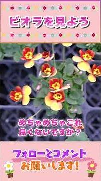 Crossbreeding Pansy Viola by Gardening Channel 846 #Gardening #Gardening #Beginner