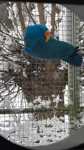 Amazing Blue Parrot Moments | Cute & Colorful Bird Video