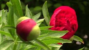 Peony, Flower, Shrub, Bud
