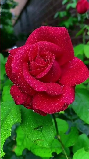 Beautiful Red Rose in Full Bloom | Nature's Pure Elegance