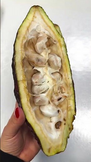 Fresh Cacao