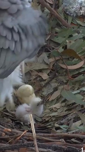 🐣 BREAKING NEWS (literally) from our LIVE White-bellied Sea-Eagle Cam at the BirdLife Australia Discovery Centre – the first chick has hatched overnight and the second egg is already pipping! EagleCAM offers a rare look into the full breeding cycle of these magnificent raptors in their Scribbly Gum nest in Sydney Olympic Park. Established in 2009, it’s run by dedicated volunteers from Birdlife Southern NSW with support from Sydney Olympic Park Authority. The second hatching could be any moment
