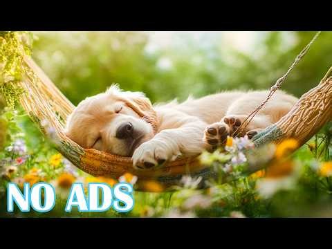 12 Hours of Calming Music for Dogs 🎶Relaxing Music for Dogs at Home 💙Music for Deep Sleep for Dogs