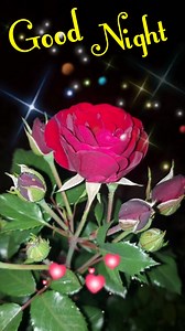 Good night #goodnight | Wishes Everyone
